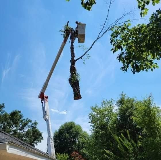 A tree being trimmed by a person in a cherry picker, against a blue sky with trees.