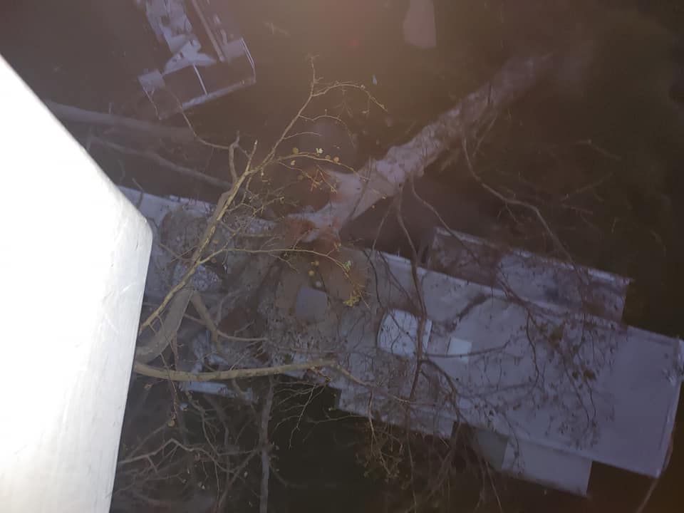 Tree fallen on a building, covered in snow; night scene.