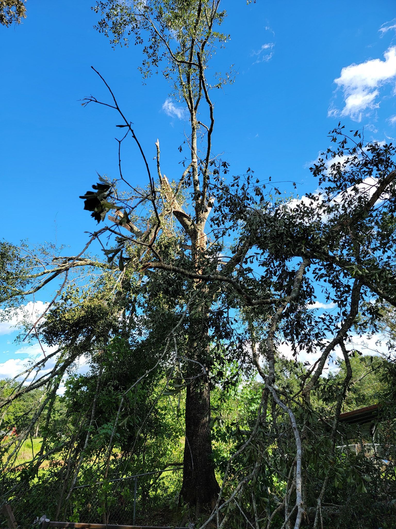 Tall tree with sparse green leaves against a blue sky with white clouds.