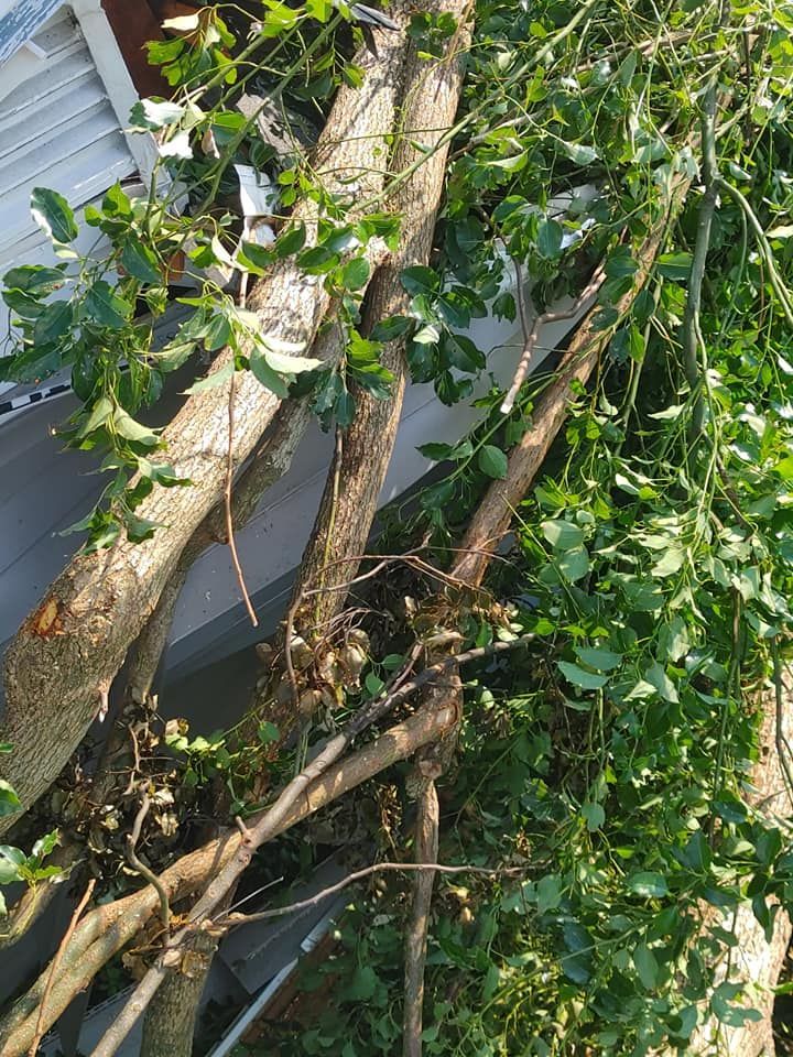 Branches of a tree with green leaves and brown bark leaning against a white structure.