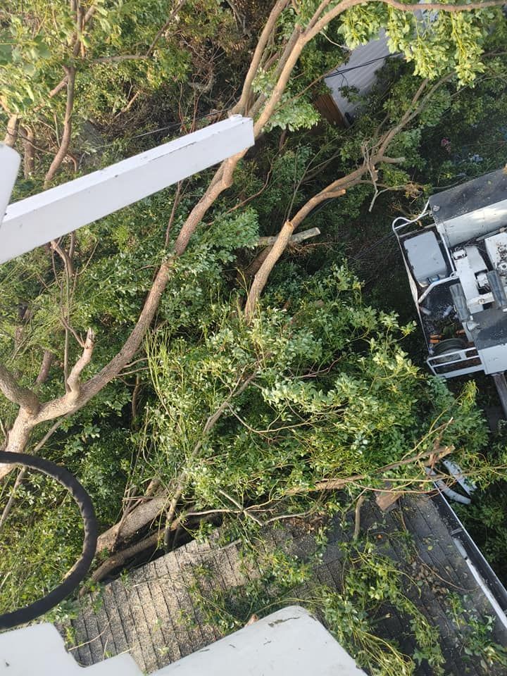 Overhead view of leafy tree branches near a building with white structures.