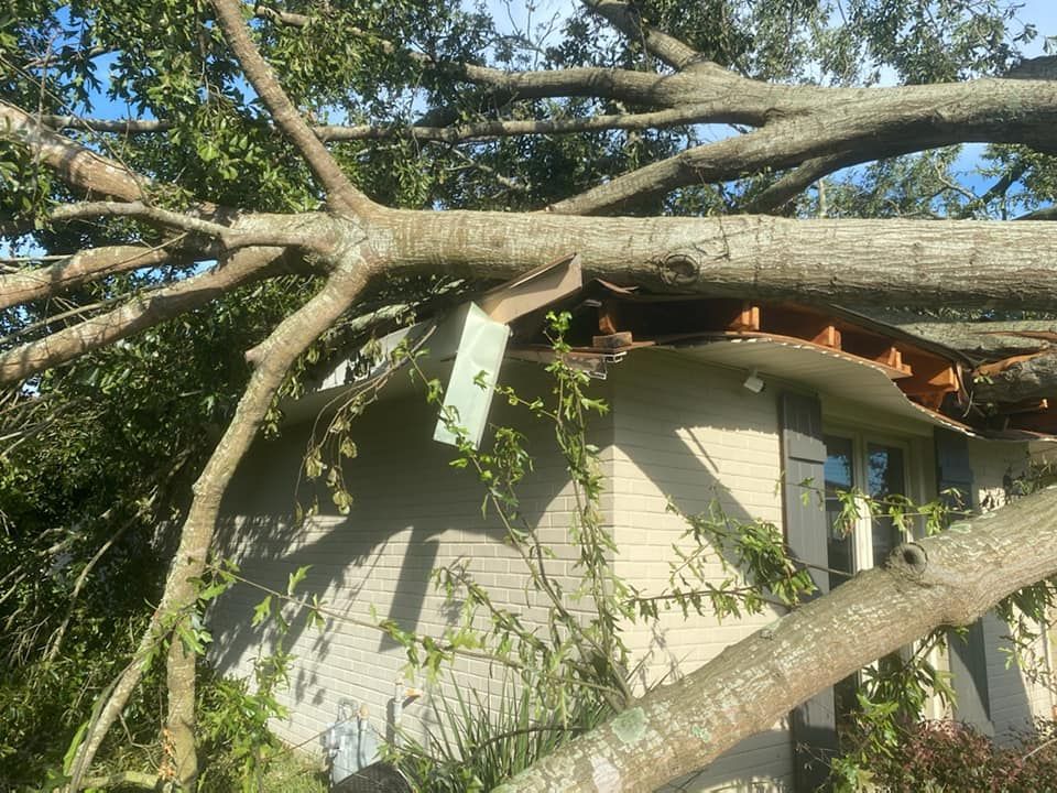 A tree has fallen on a house, damaging the roof. Branches obscure the view, sunlight streams.