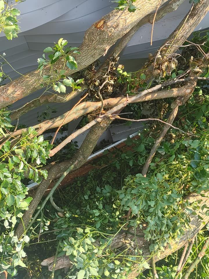 Fallen tree branches on a roof, obscuring the structure. Sunlight shines.