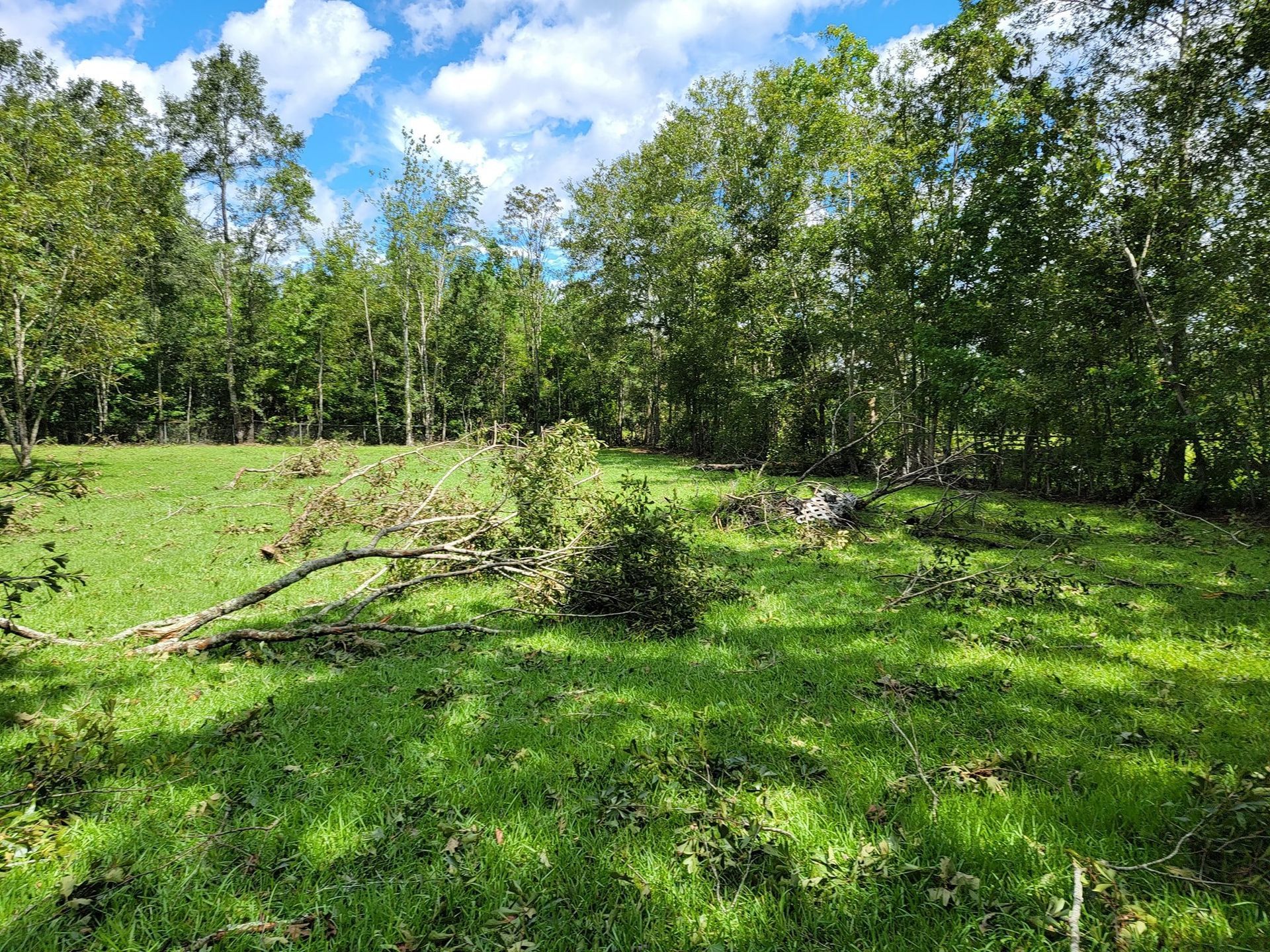 Green field with fallen branches, surrounded by trees under a blue, cloudy sky.