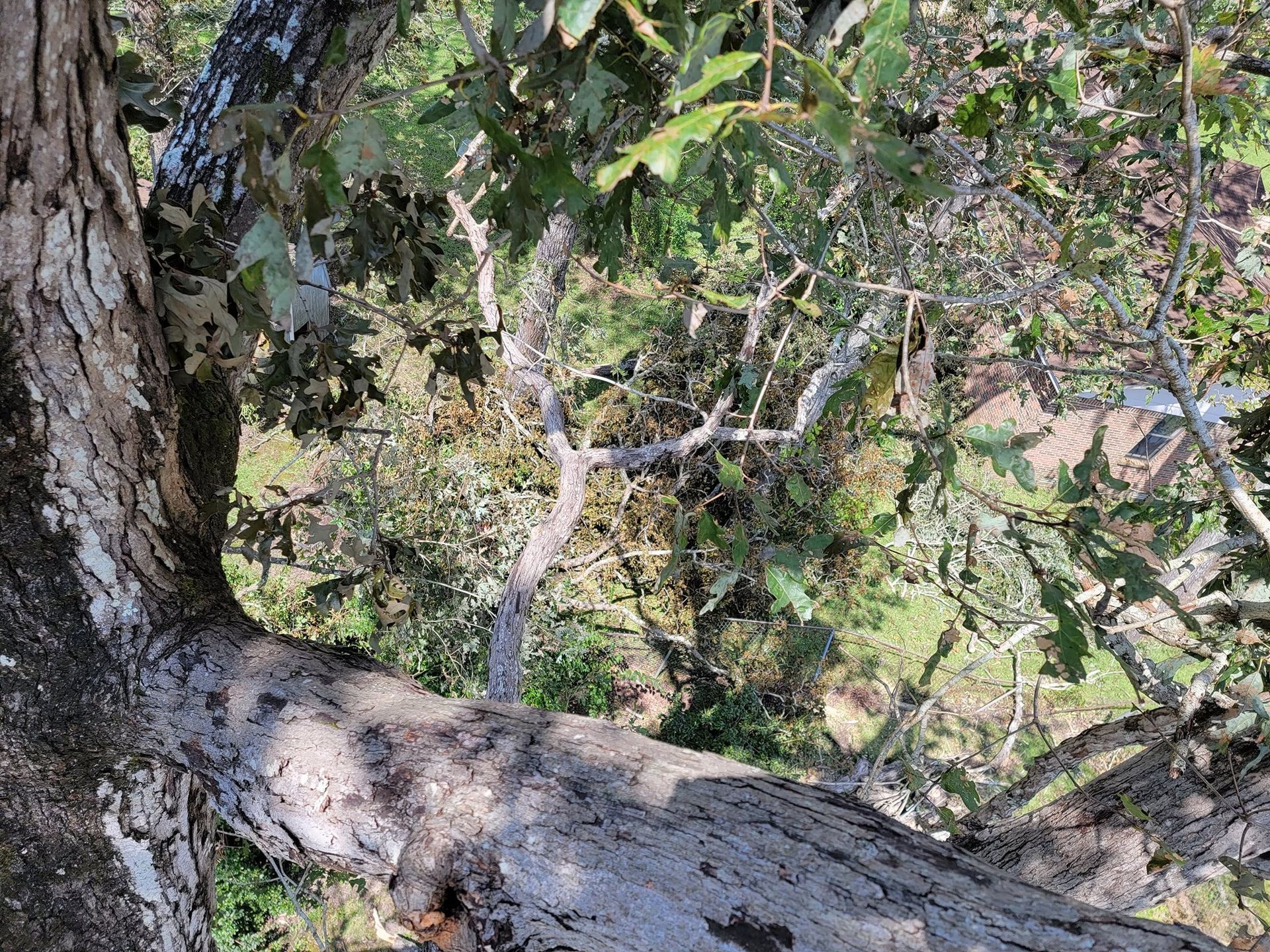 Tree trunk and branches with green leaves against a background of grass and other foliage.