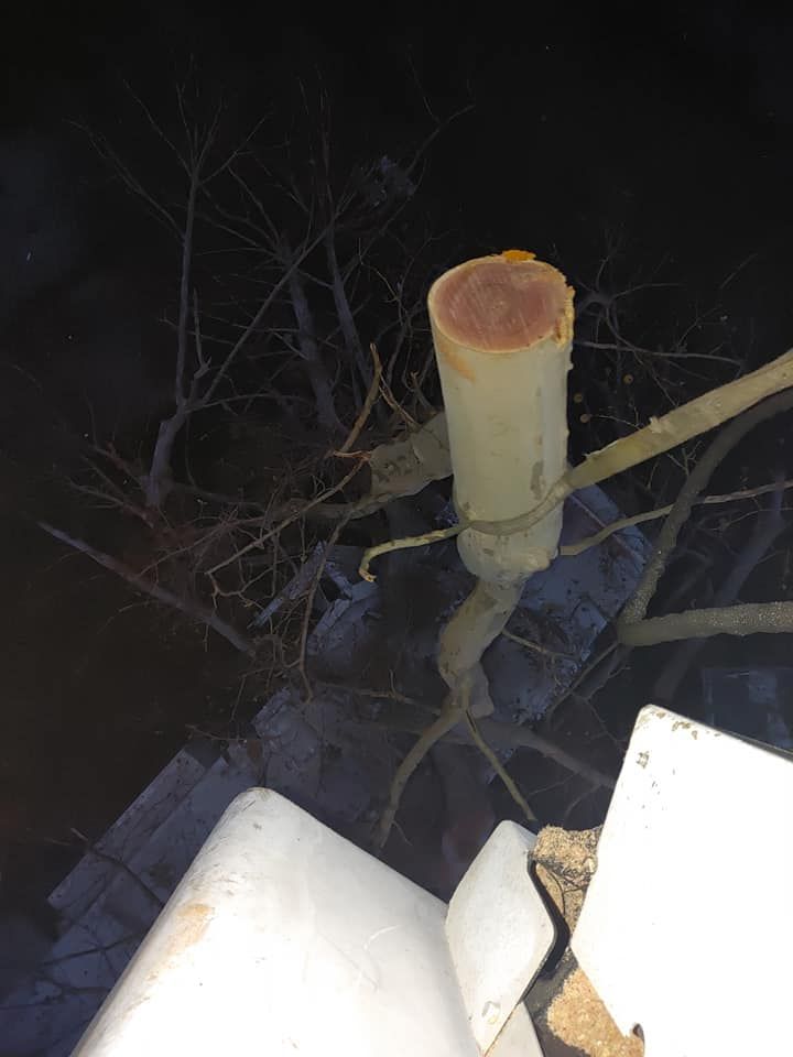 Cut tree trunk on a dark night, with branches and a white structure in the foreground.