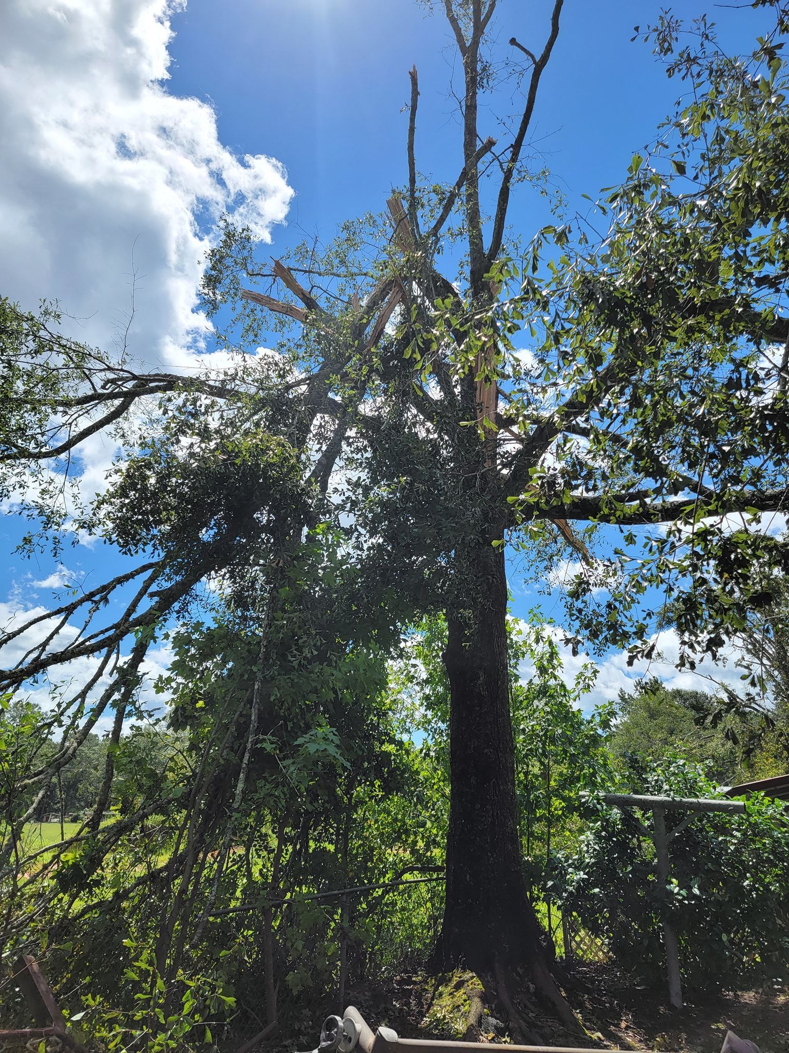 Tall tree with green foliage against a bright blue sky with clouds. Sun shining through the branches.