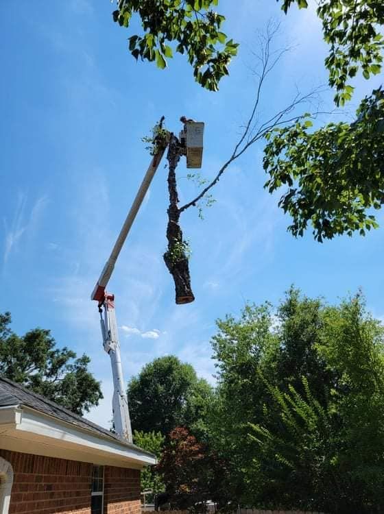 Tree trimming: Bucket lift holding a person cutting branches from a tall tree under a blue sky.