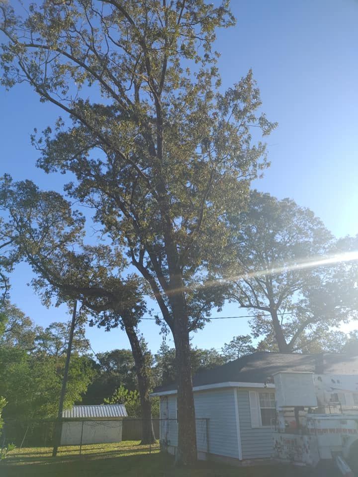 Tall tree next to a small light blue house under a clear sky.