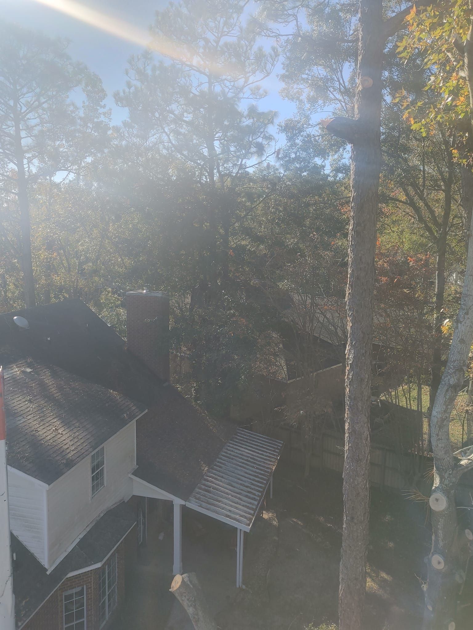 Tree trimmer in a tree, house with white siding and pergola, sunny day.