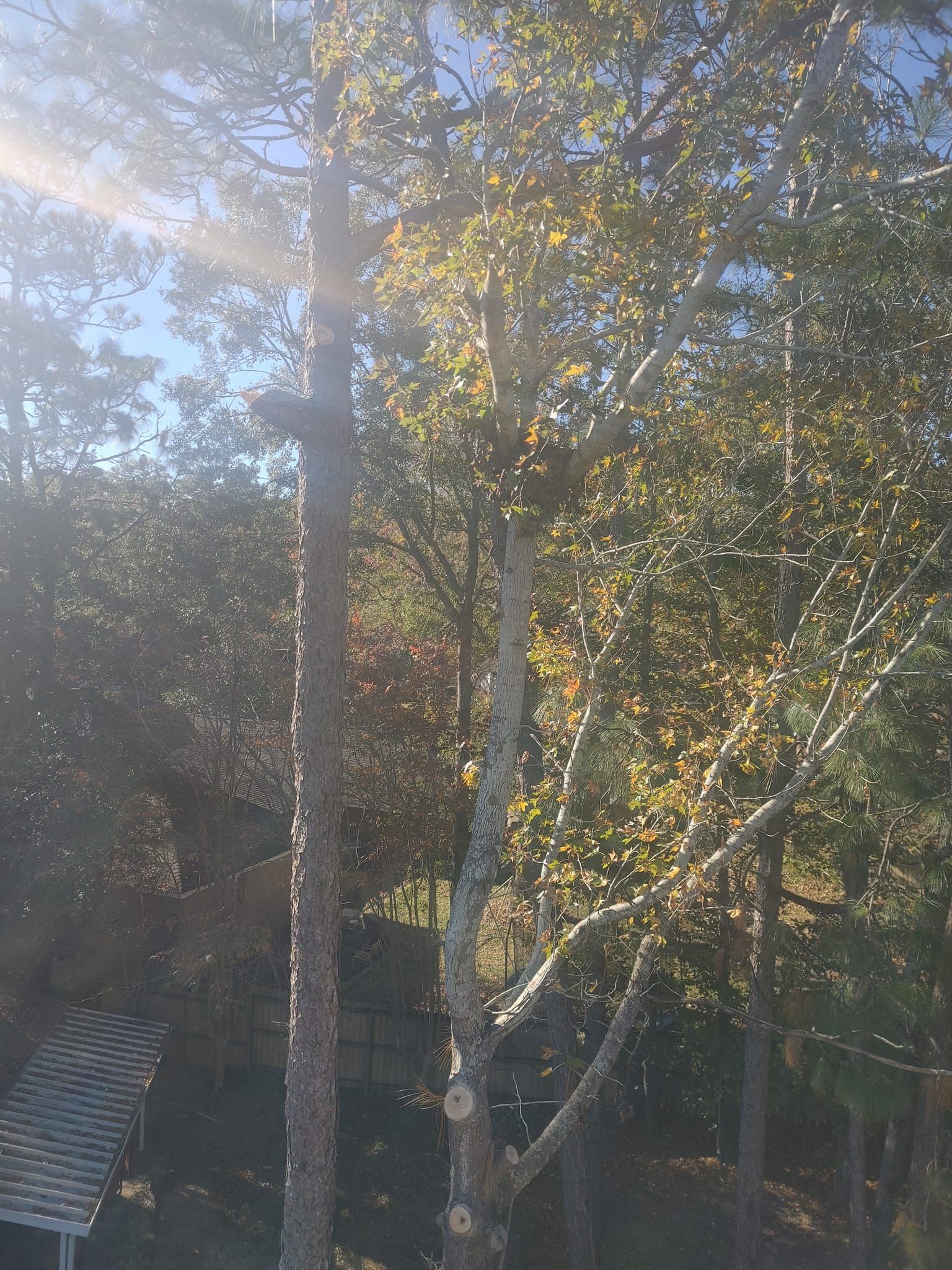 Trees in a forest, sunlight filtering through the leaves.