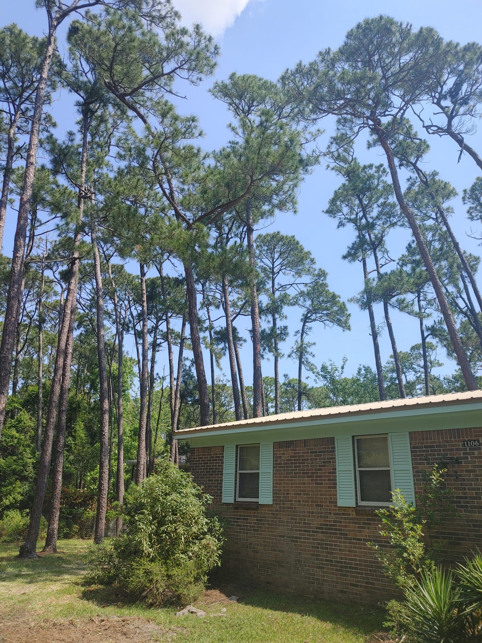 Brick house with green shutters, tall pine trees, and blue sky.