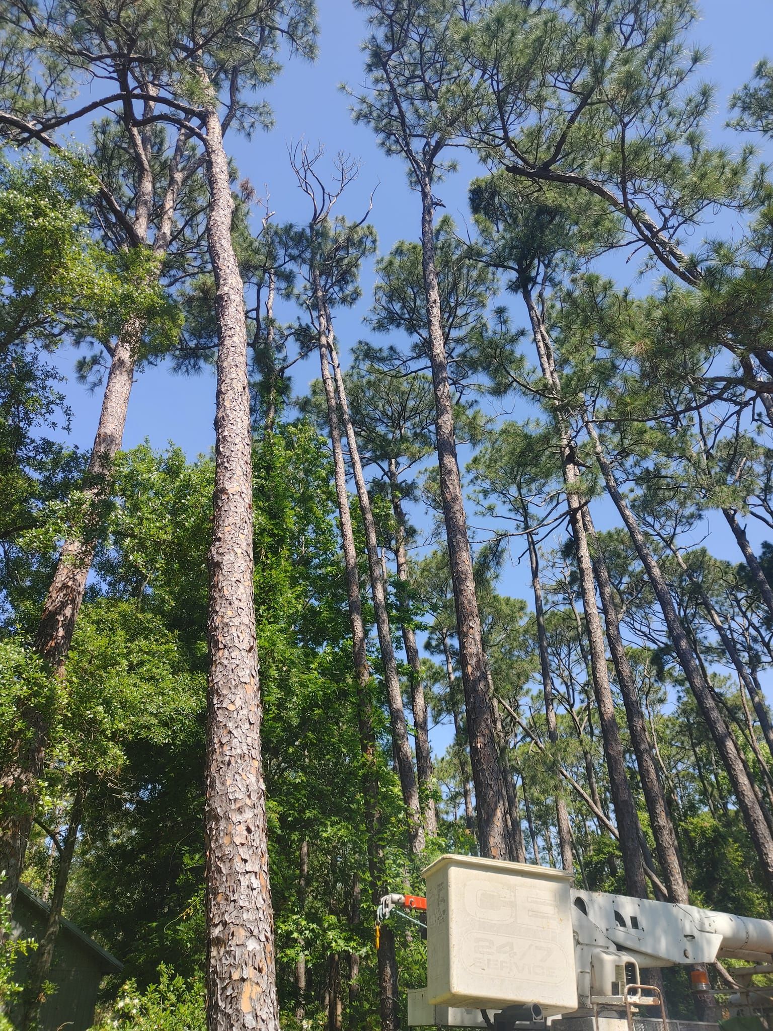 Tall pine trees reaching towards a bright blue sky, with some green foliage visible.