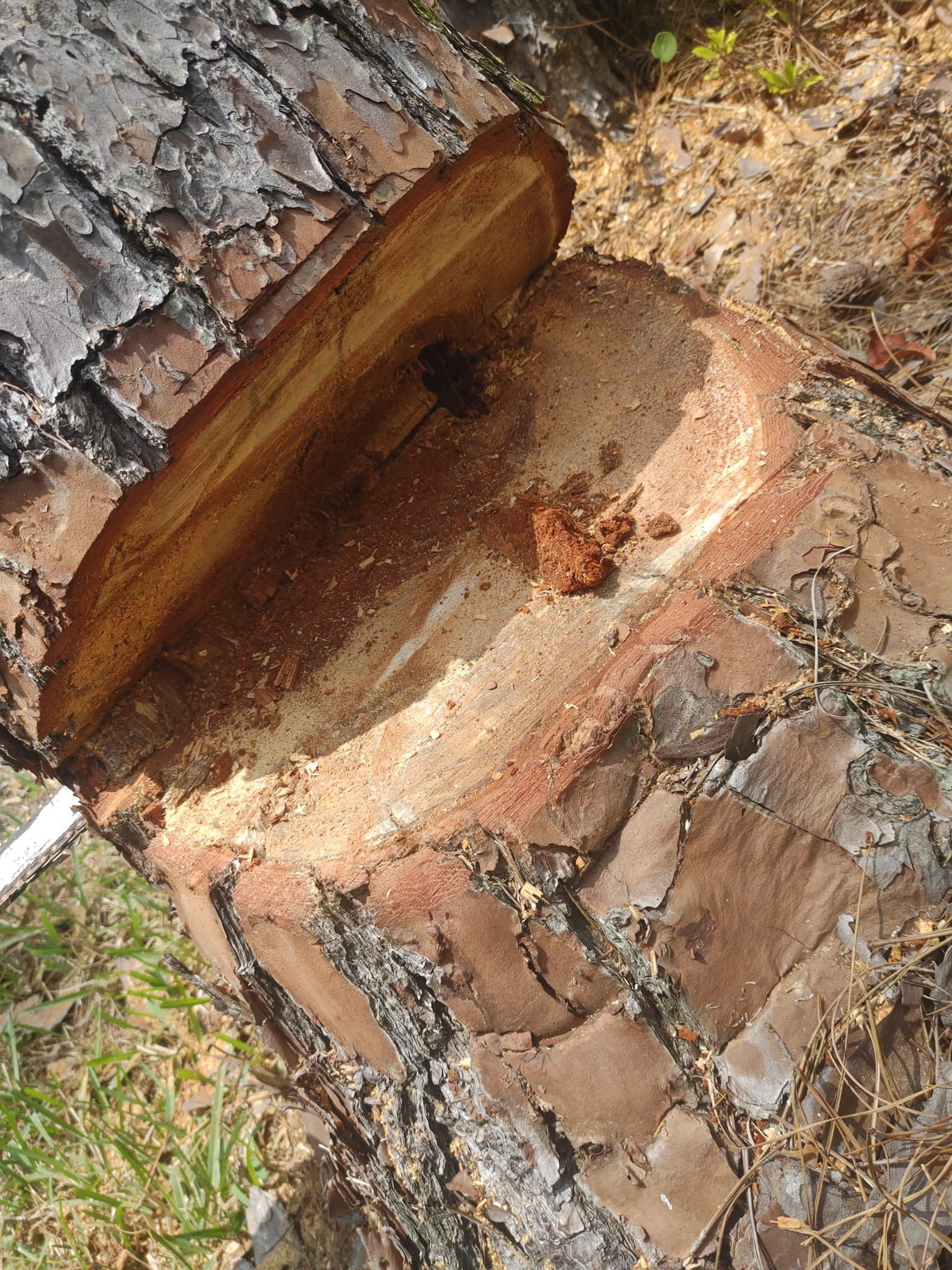 Cut section of a tree trunk with exposed wood and sawdust, showing a detailed close-up.