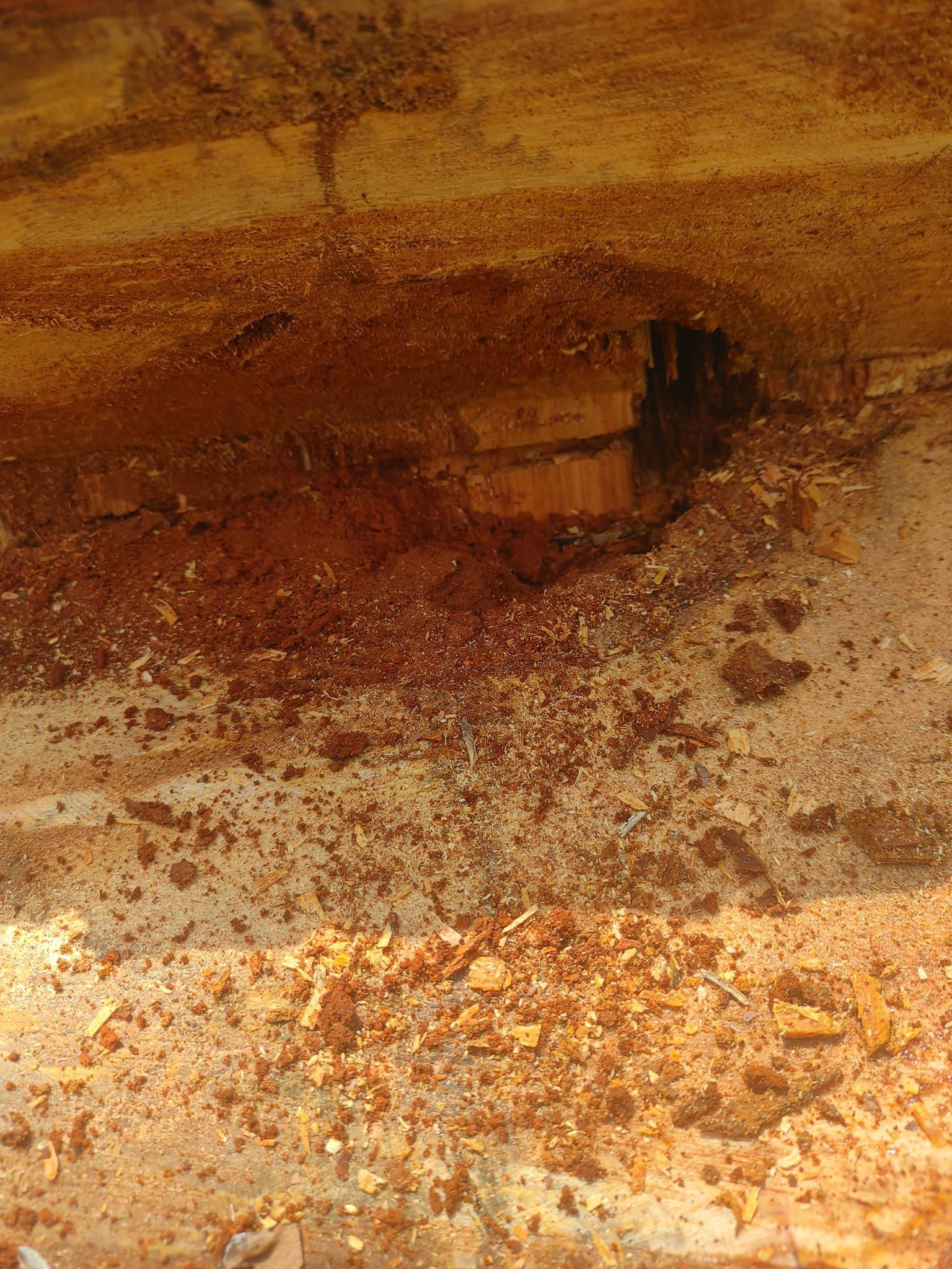 Wood damage, possibly termite infestation; brown and tan wood with debris.