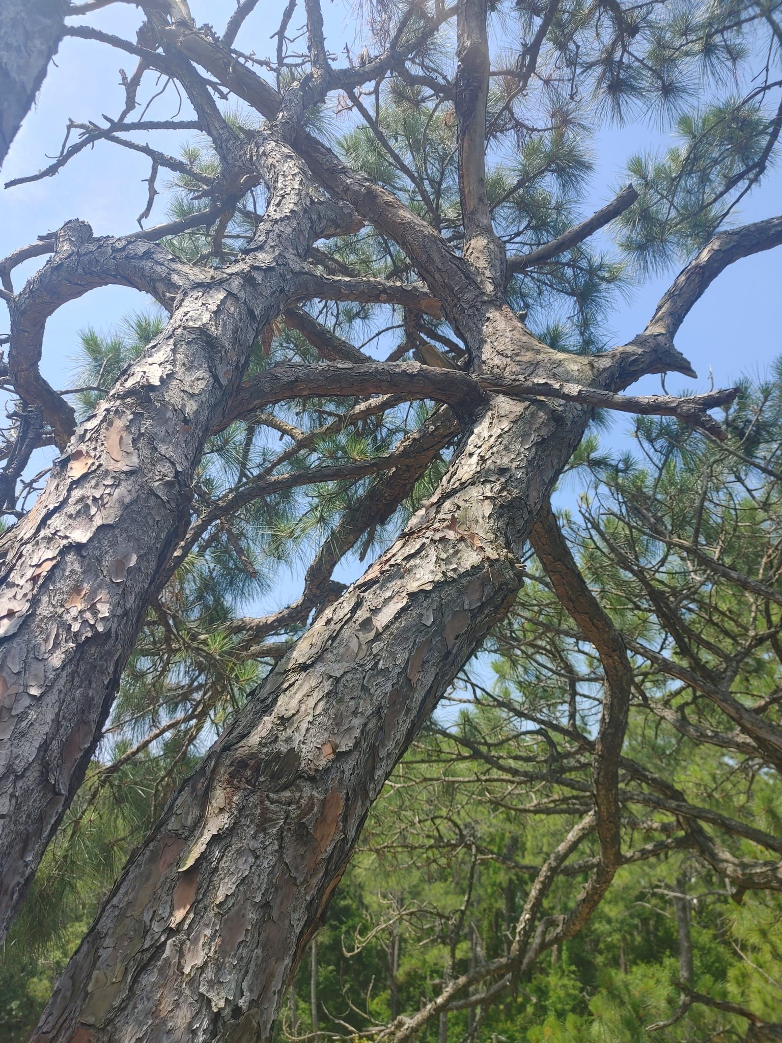 Upward view of a tall tree trunk with rough, gray bark and sparse green needles against a blue sky.