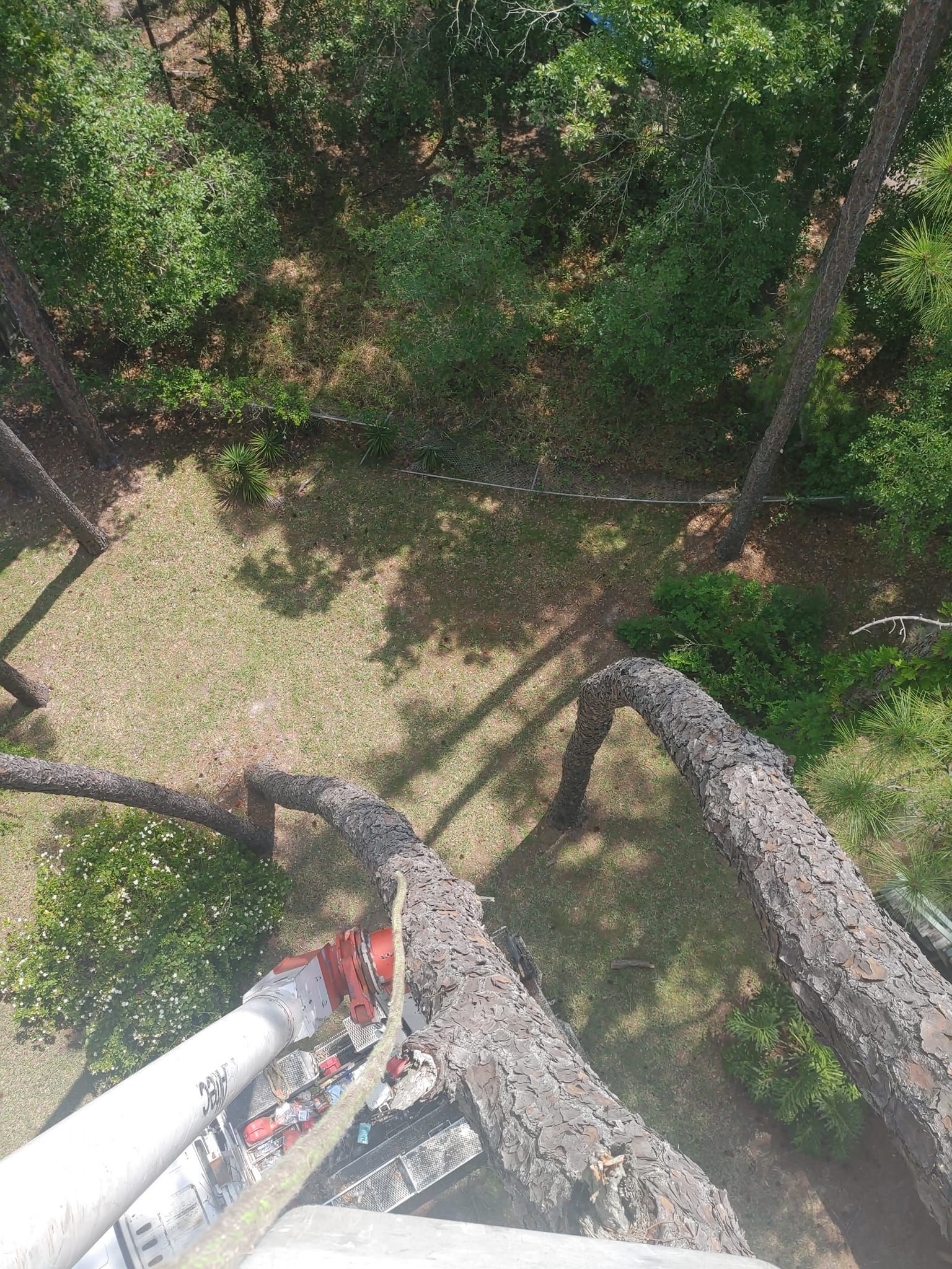 View from a tree with equipment, looking down at grassy area and surrounding trees.