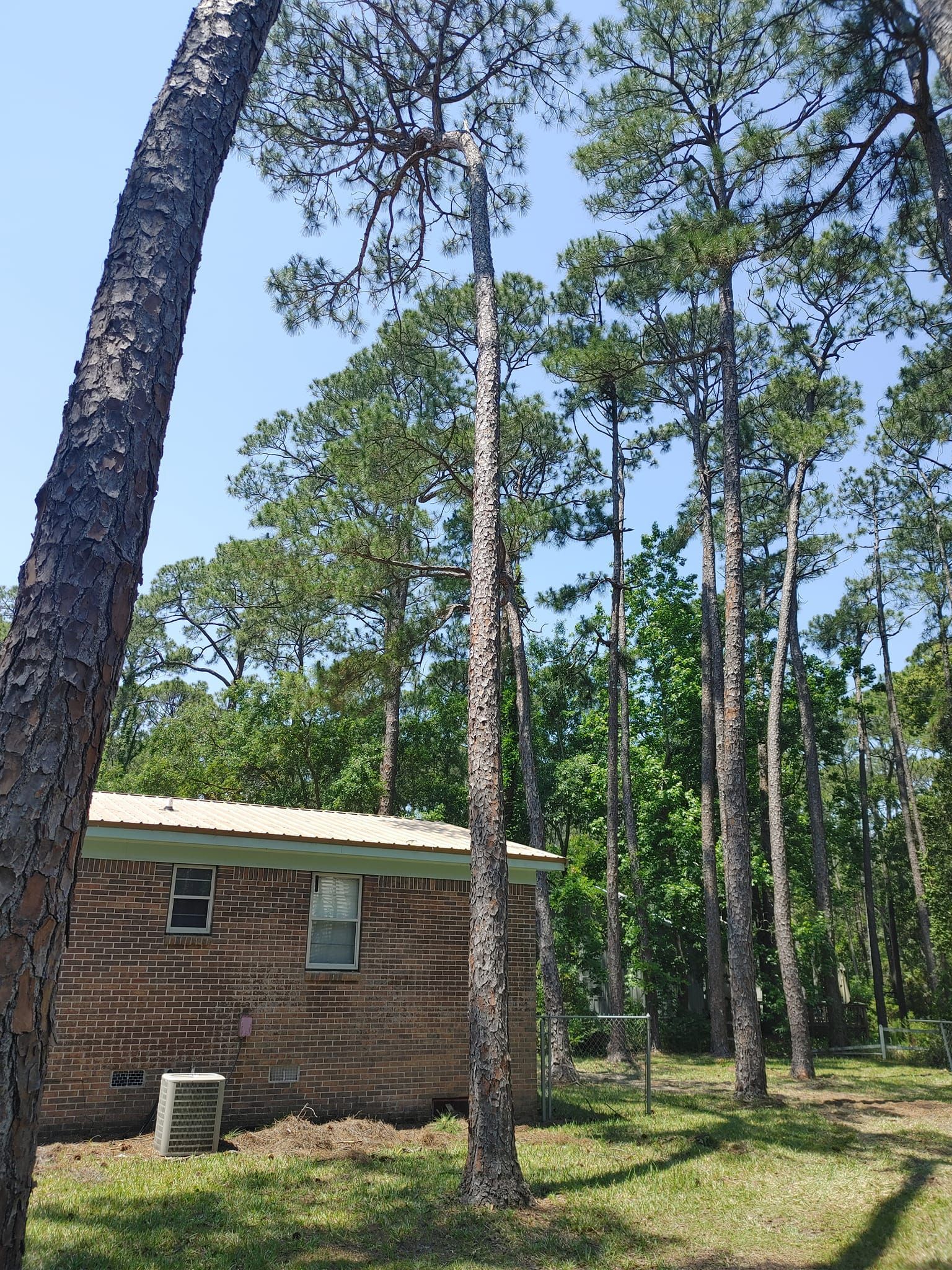 Tall pine trees surround a brick building with a metal roof on a sunny day.