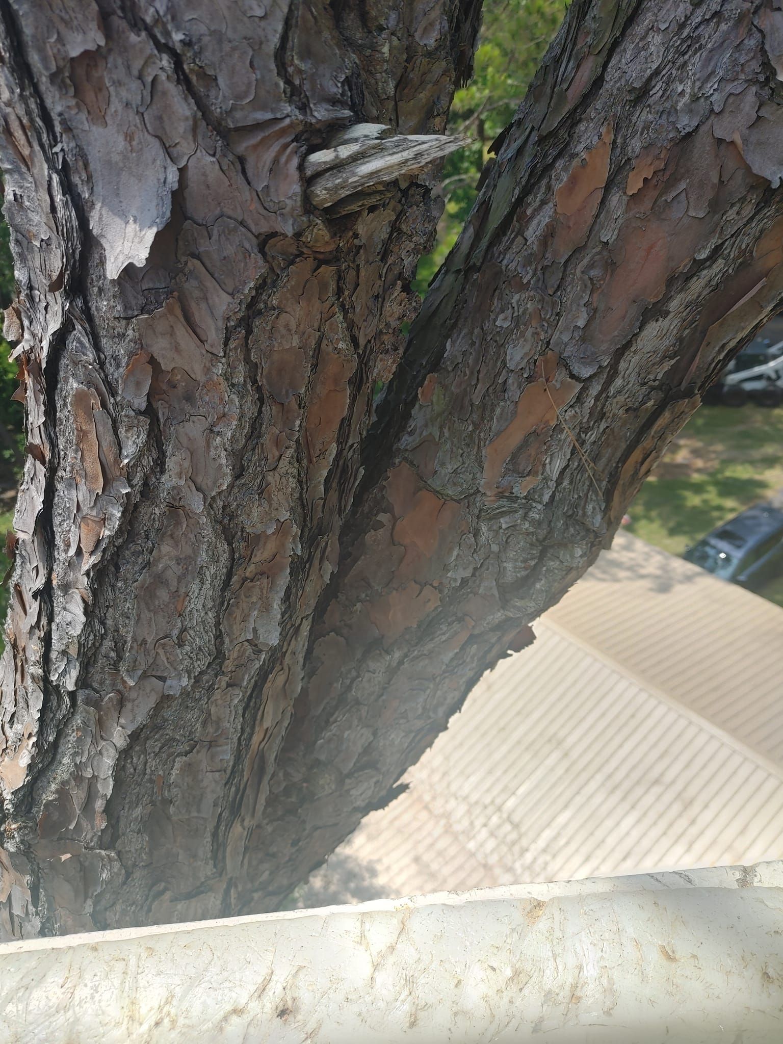 Close-up of a tree trunk with rough, textured bark. Branch angles off. Tan building visible in the background.