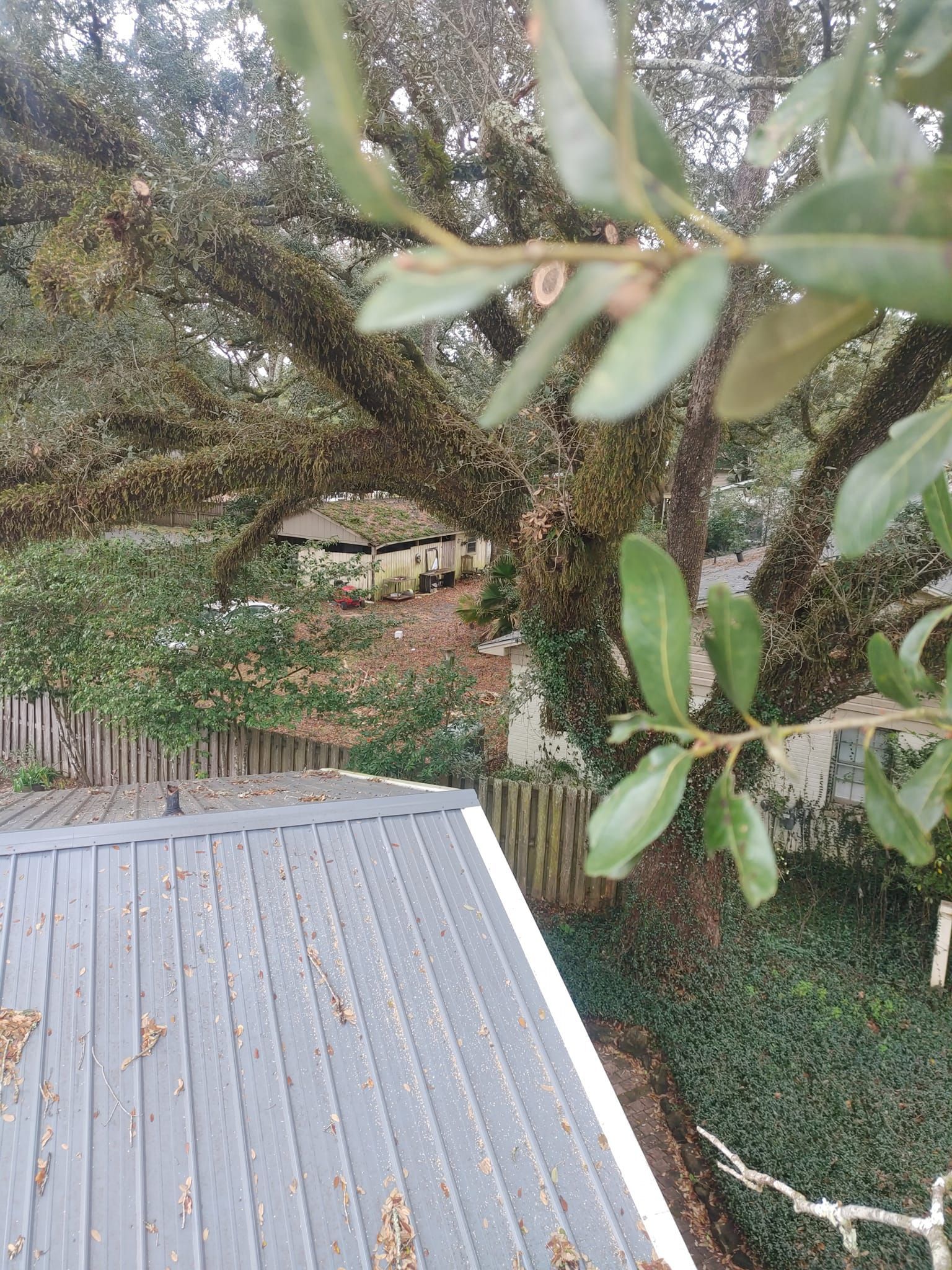View from a roof, focusing on a large tree and a fence, with foliage in the foreground.