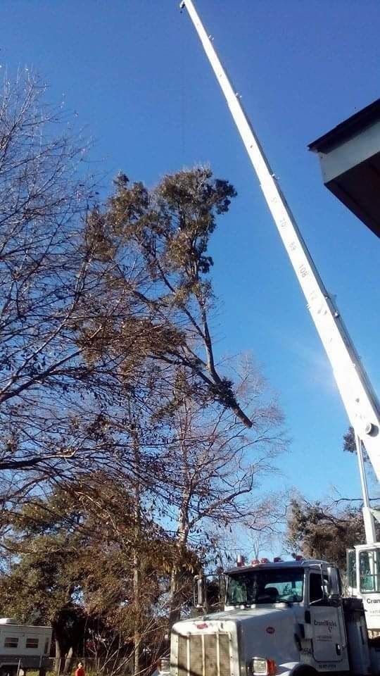 A tree being trimmed by a lift truck on a sunny day.