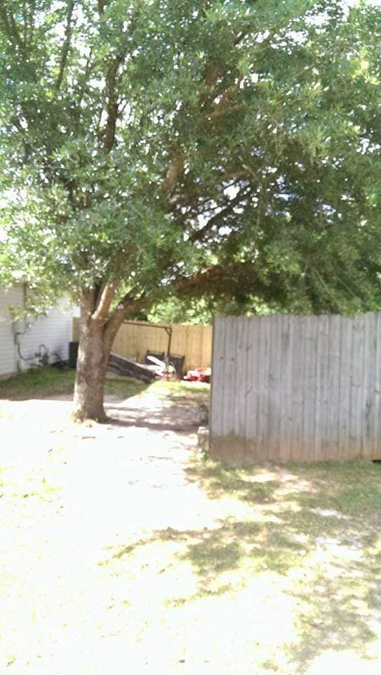 Large tree next to a wooden fence in a sunny backyard.