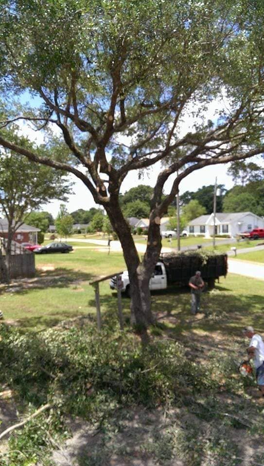 Tree being trimmed in a residential yard; a truck and workers are present, debris on the ground.