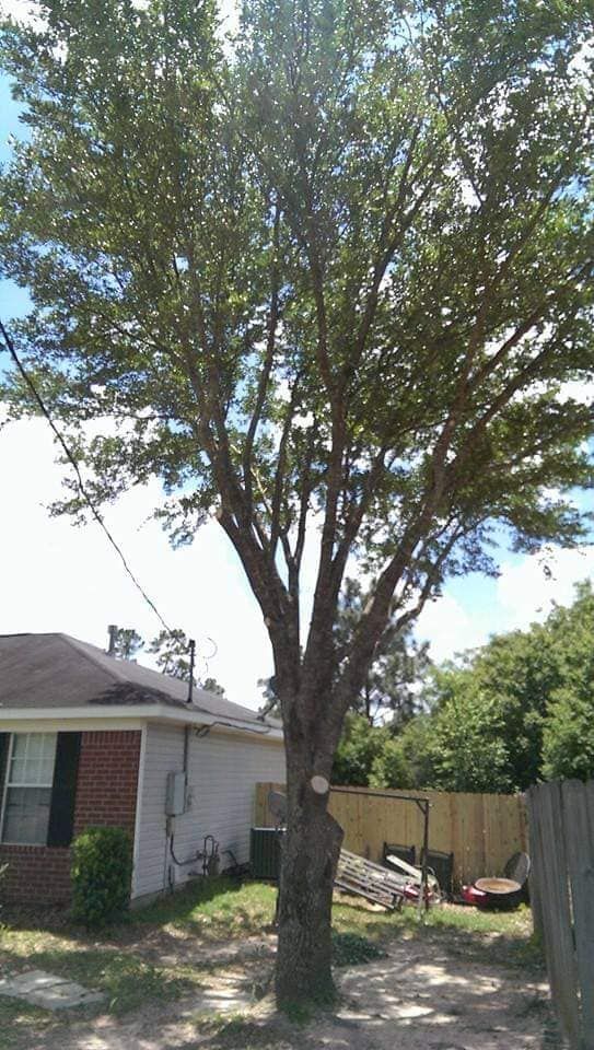 A large tree with cut branches stands near a small house. Light-colored foliage and blue sky.