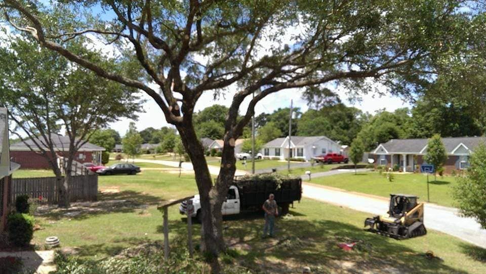Tree being trimmed in a residential neighborhood. Men loading debris into a truck; a skid steer sits nearby.