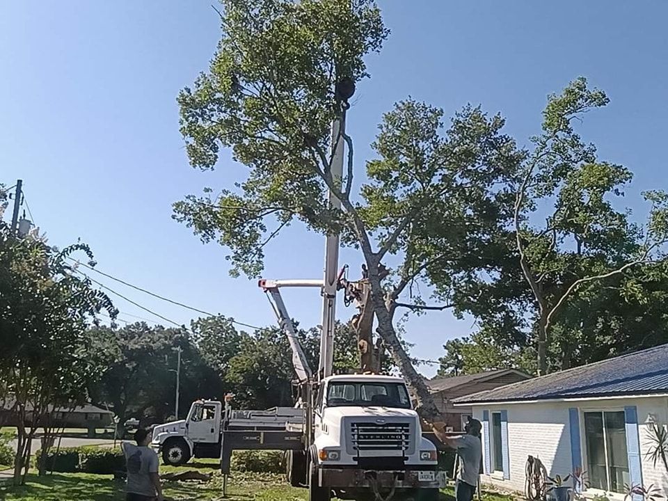 Tree removal: A truck with a lift platform trims branches from a large tree near a house and power lines.