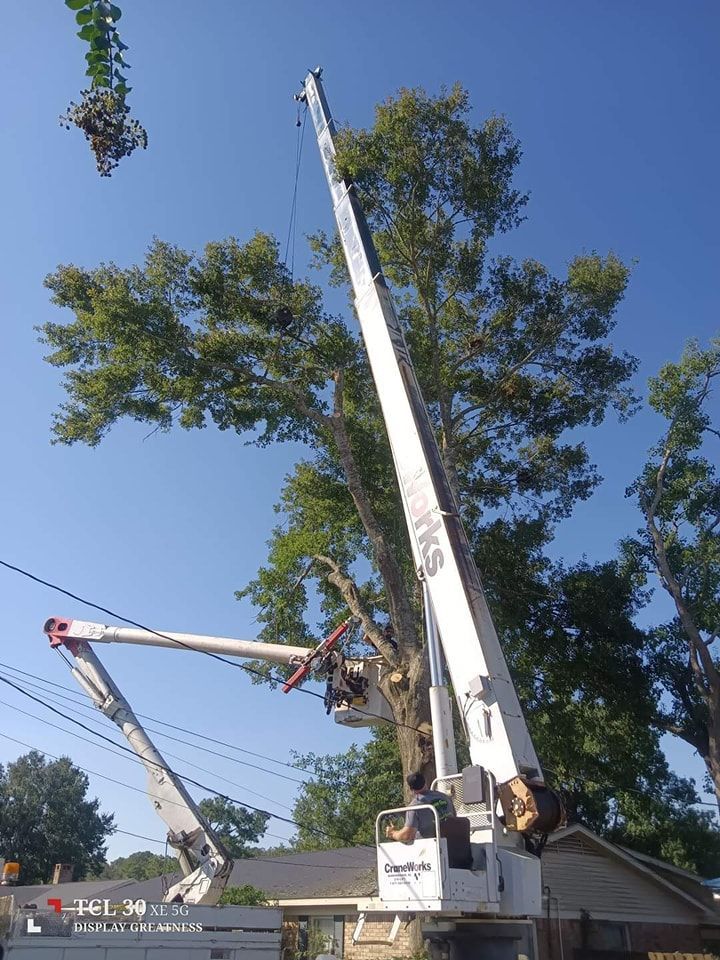 Two white boom lifts trimming a large tree near a house and power lines under a blue sky.