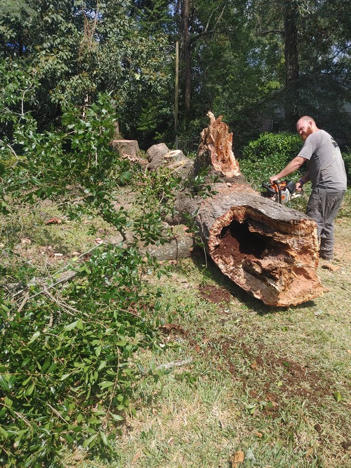 Man using chainsaw on a fallen tree trunk in a grassy area, sunlight, green foliage in the background.