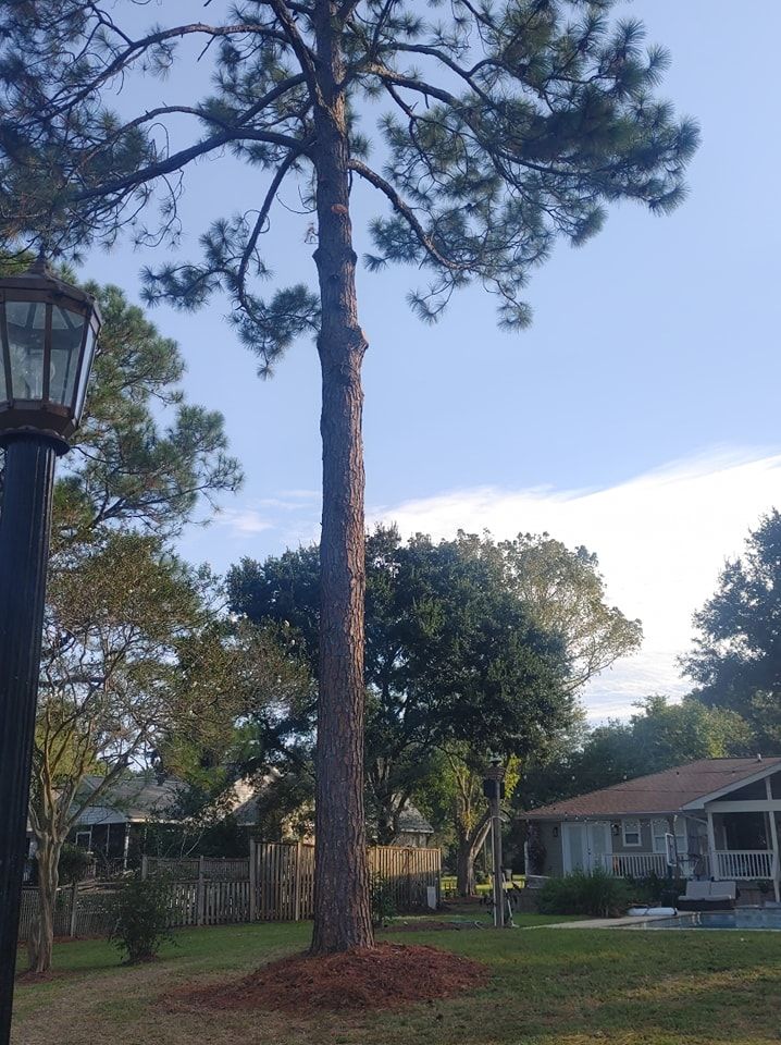 Tall pine tree in a yard, with a lamp post on left and houses in background against a cloudy sky.