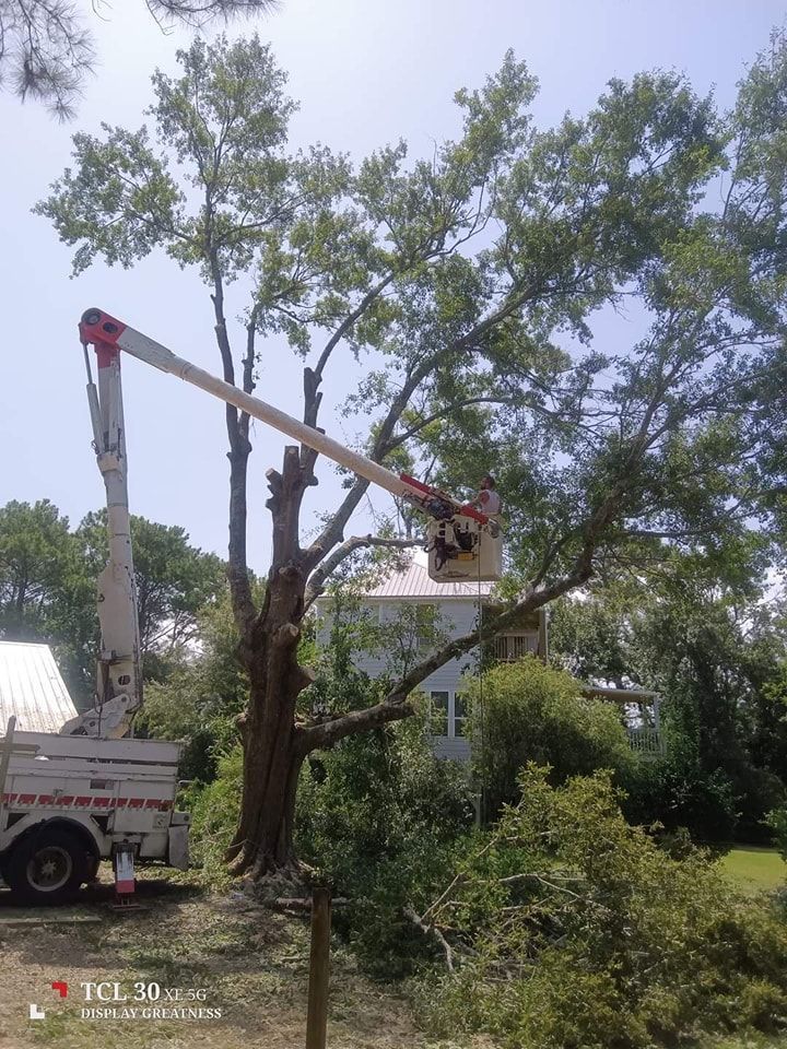 A tree being trimmed by a worker in a cherry picker lift on a sunny day.