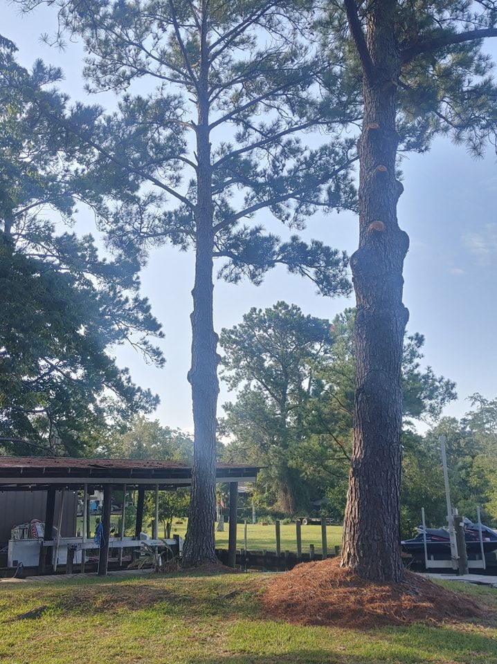 Tall trees frame a covered picnic area with tables. Green grass in the foreground; blue sky above.