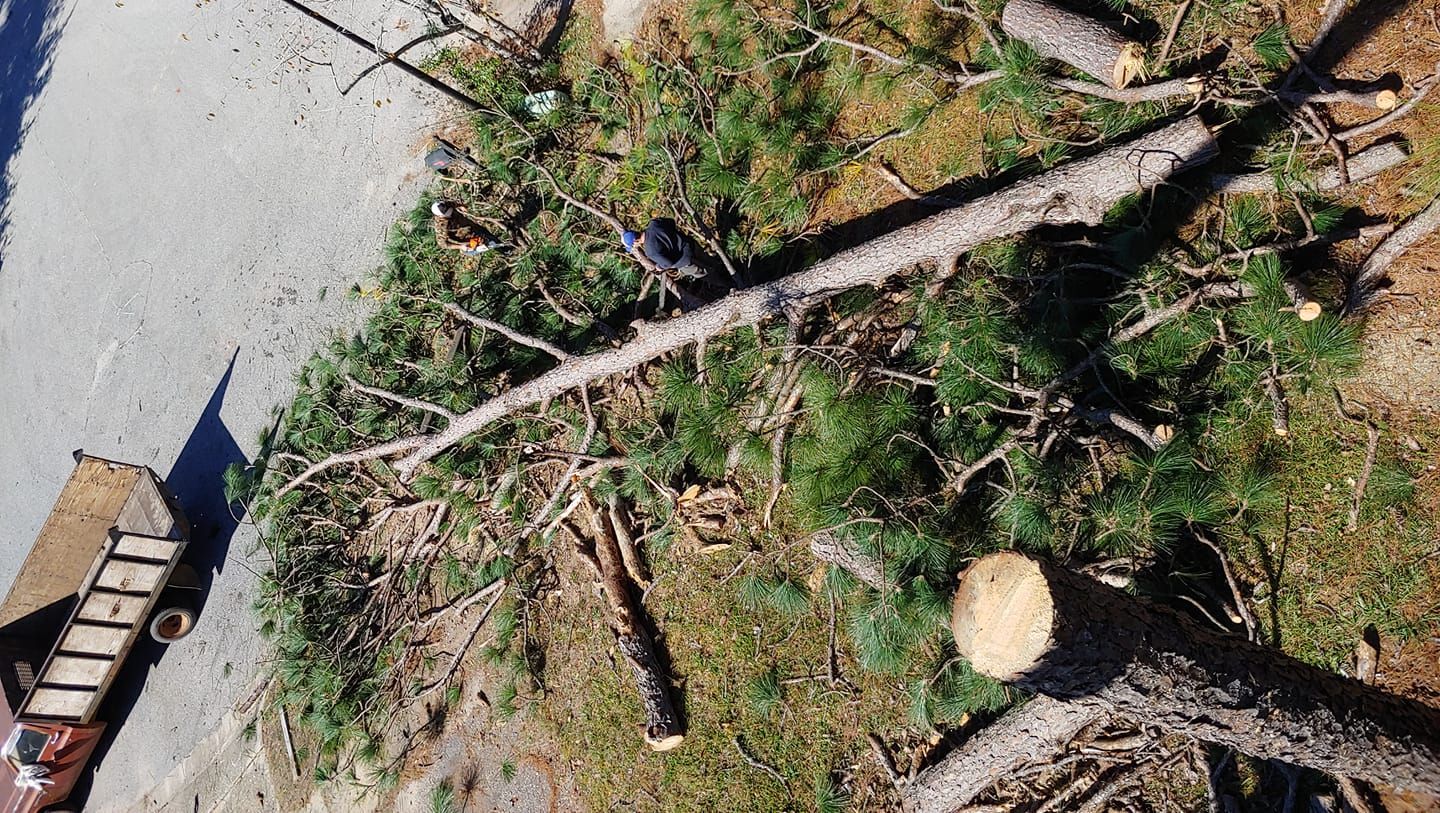 Cut tree branches and trunk scattered on the ground next to a gray pavement and a parked truck.
