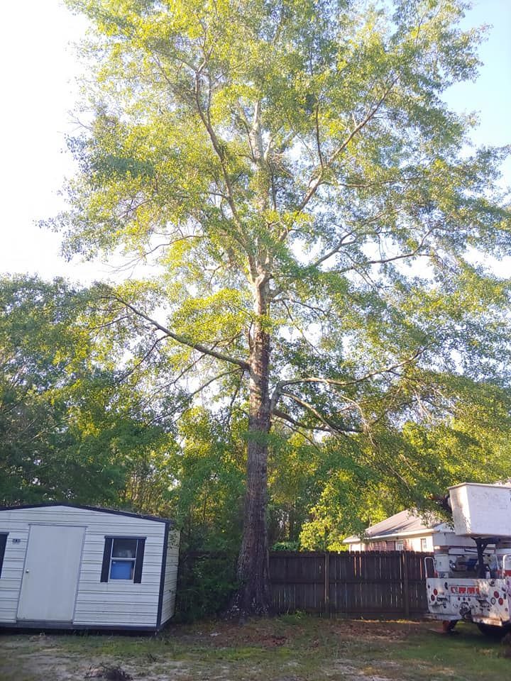 Tall tree with green leaves, beside a small white building and a wooden fence.