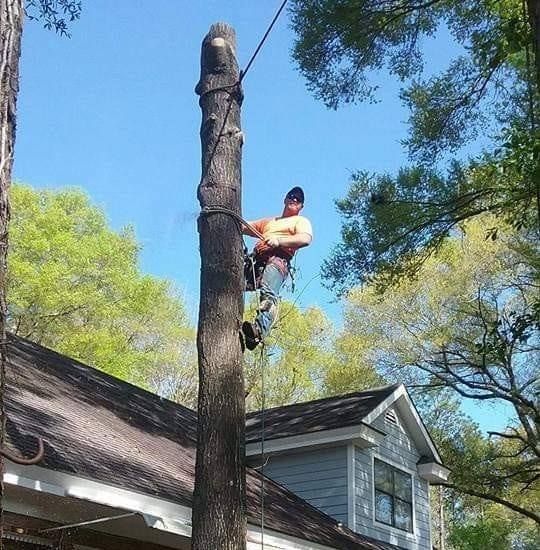 Arborist atop tree near house; tree trunk bound with ropes; blue sky and foliage in the background.