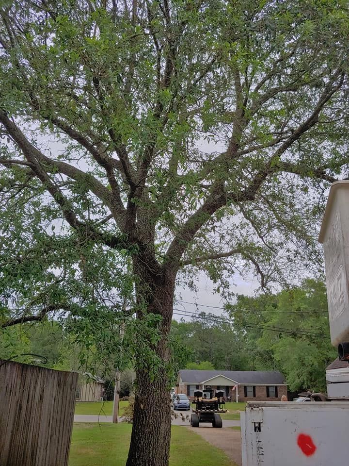 Large tree with green leaves, bark trunk, and branches. A house and yard are in the background.