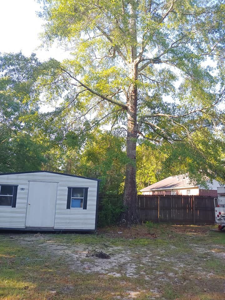 White shed and tall tree in a yard. Brown fence and greenery in the background.
