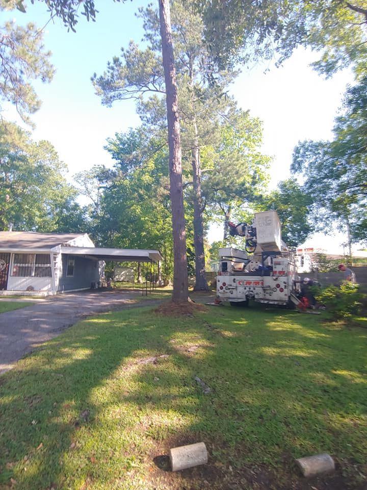 Tree trimming service: bucket truck near tall pine trees in front of a house.