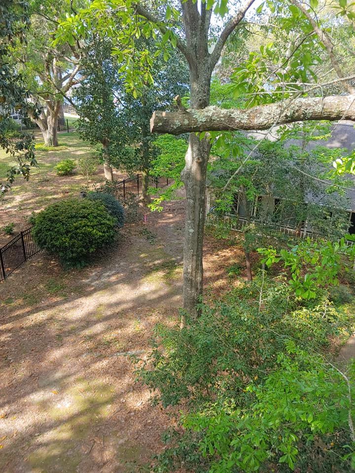 Tree branch extends over a path in a wooded area with trees, bushes, and a fence.