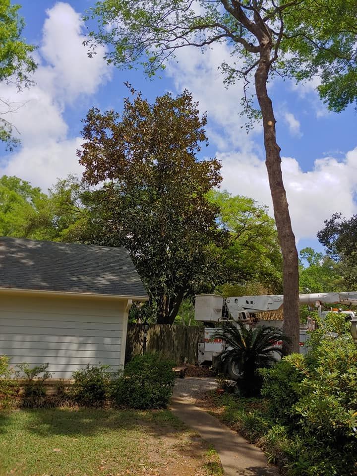 Backyard with a brown tree and smaller green trees; white house and a cloudy blue sky.