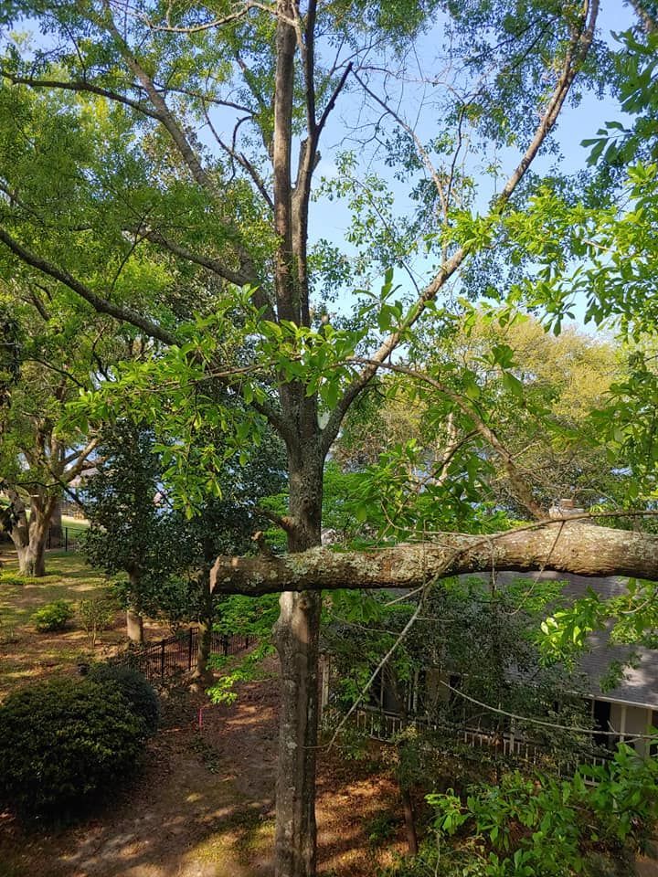 Tall tree with green leaves, sunny sky peeking through branches, and a sprawling, horizontal branch.