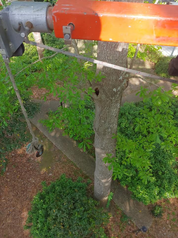 Orange crane arm over a tree being trimmed. Green foliage and brown ground below.