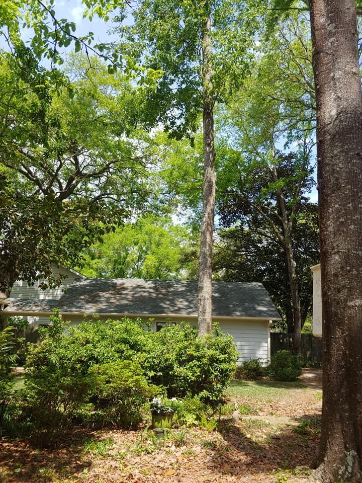 Tall tree in a backyard, with green foliage. Small white house visible behind bushes.