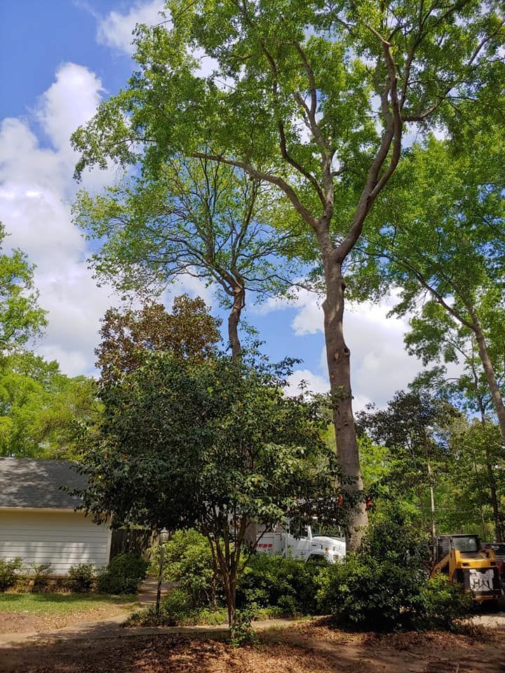 Tall trees with green leaves against a blue sky, small shrubs in foreground, yellow building to the left.