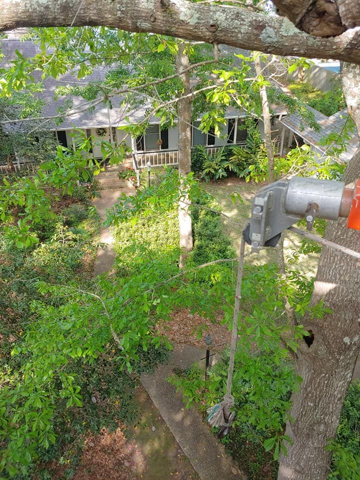 View of a house through trees, a metal device attached to a tree branch is visible.