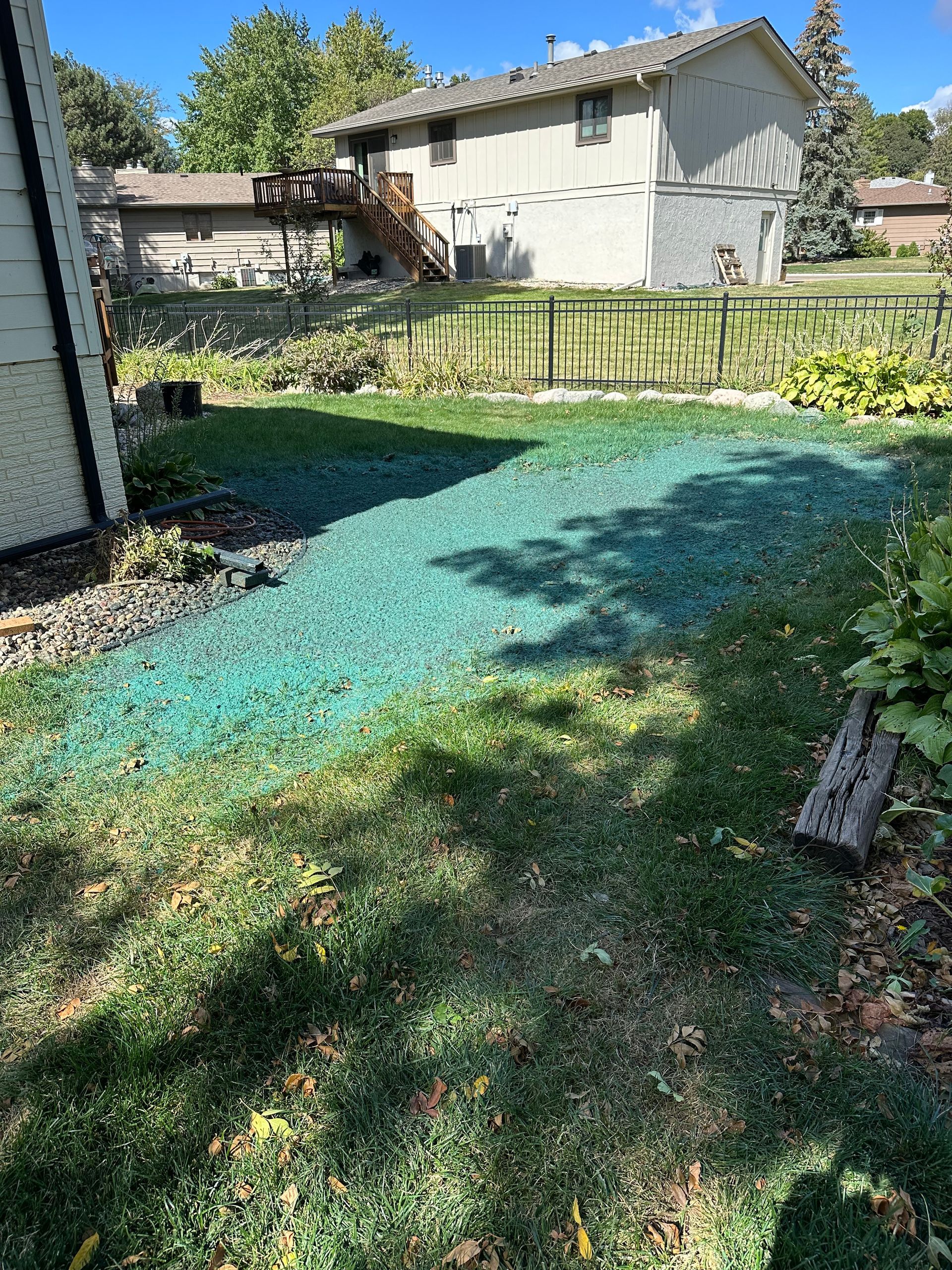 Backyard lawn with green grass seed, near a beige house and fence.
