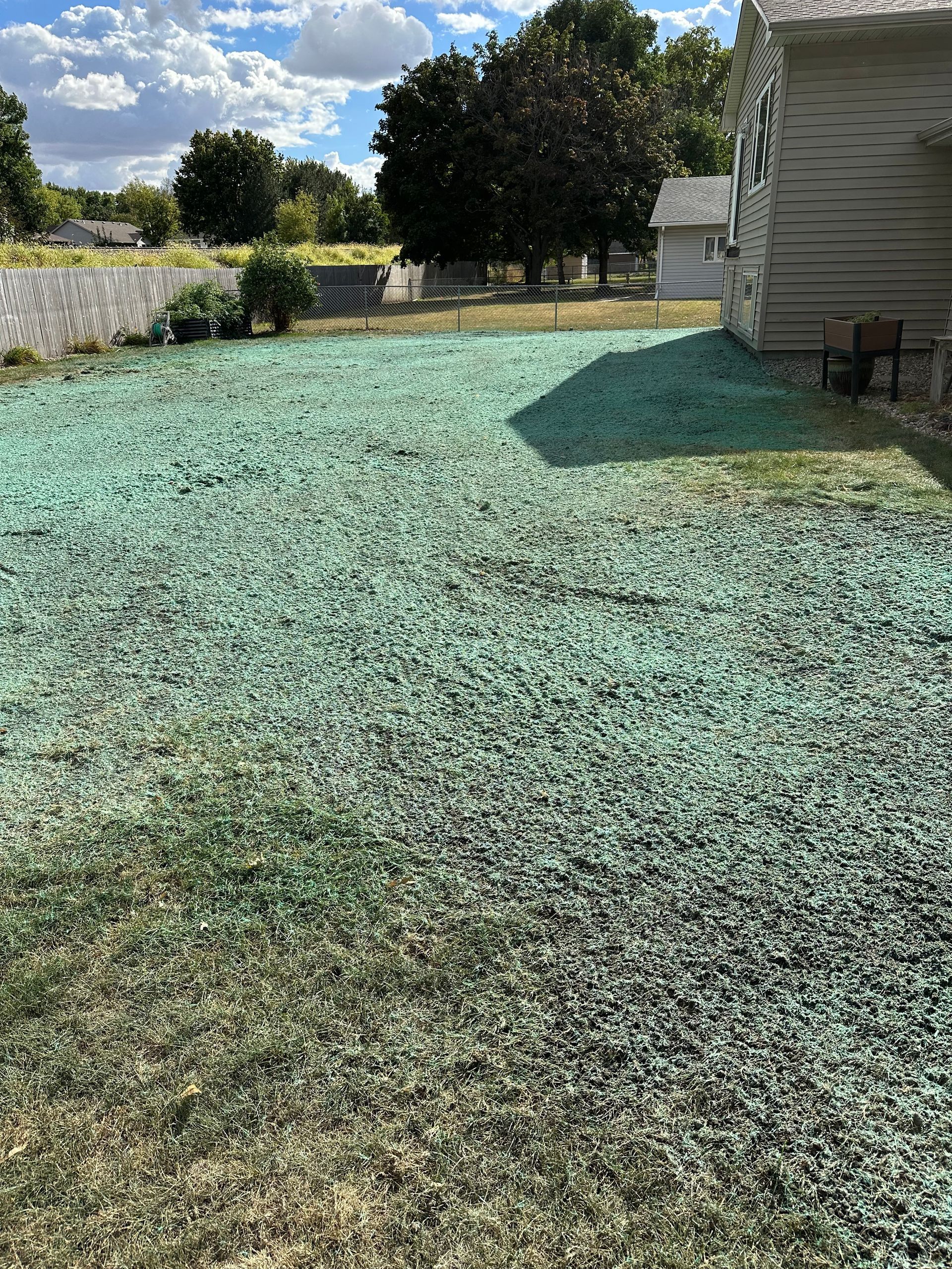 Lawn covered in green seed with a house on the right, under a blue sky.